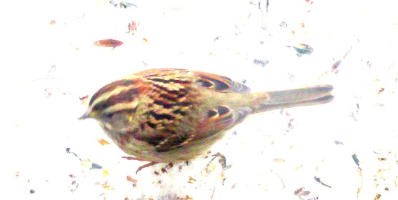 LIMINAL LIVING #7: 12 FEB TO 18 FEB 2024