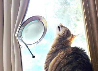 LINK FEST: 9 APRIL 2024