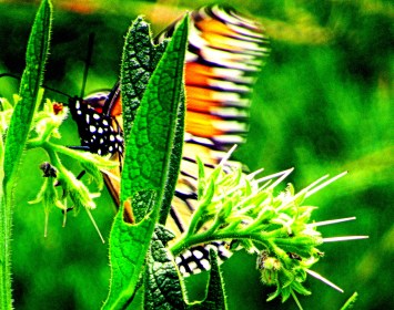 LINK FEST: 16 JULY 2024