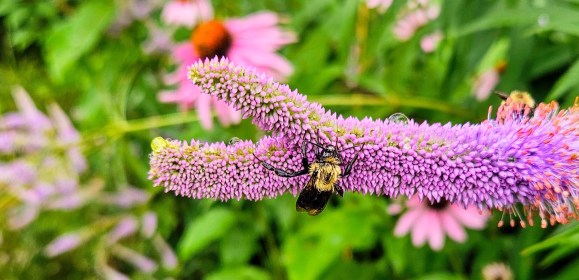 LINK FEST: 30 JULY 2024