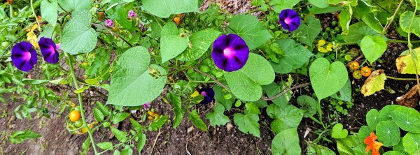 LIMINAL LIVING #33: 12 AUGUST TO 18 AUGUST 2024