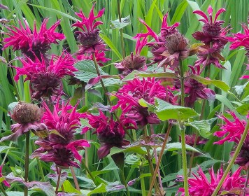 LIMINAL LIVING #31: 29 JULY to 4 AUGUST 2024