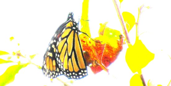 LINK FEST: 24 SEPTEMBER 2024