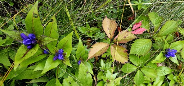 LIMINAL LIVING #35: 25 AUGUST to 1 SEPTEMBER 2024