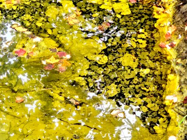 LINK FEST: 1 OCTOBER 2024