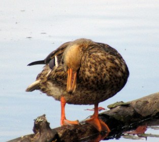 LINK FEST: 8 OCTOBER 2024