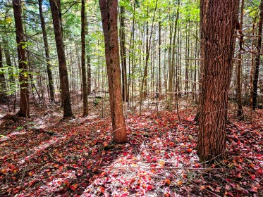 LINK FEST: 15 OCTOBER 2024