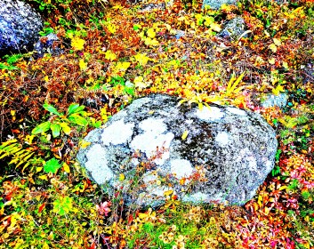 LINK FEST: 5 NOVEMBER 2024