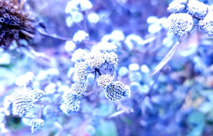 LINK FEST: 12 NOVEMBER 2024