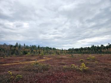 LIMINAL LIVING #45: 4 NOVEMBER TO 10 NOVEMBER 2024