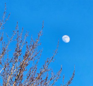 LIMINAL LIVING #54: 6 JANUARY TO 12 JANUARY 2025