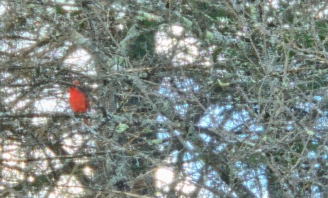 LINK FEST: 11 FEBRUARY 2025