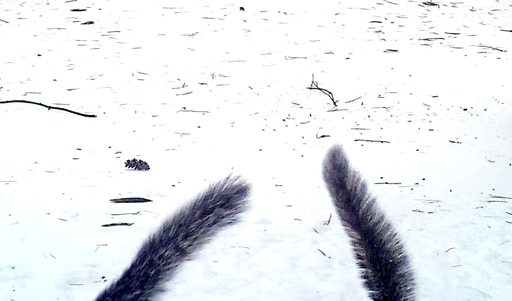 LINK FEST: 25 MARCH 2025