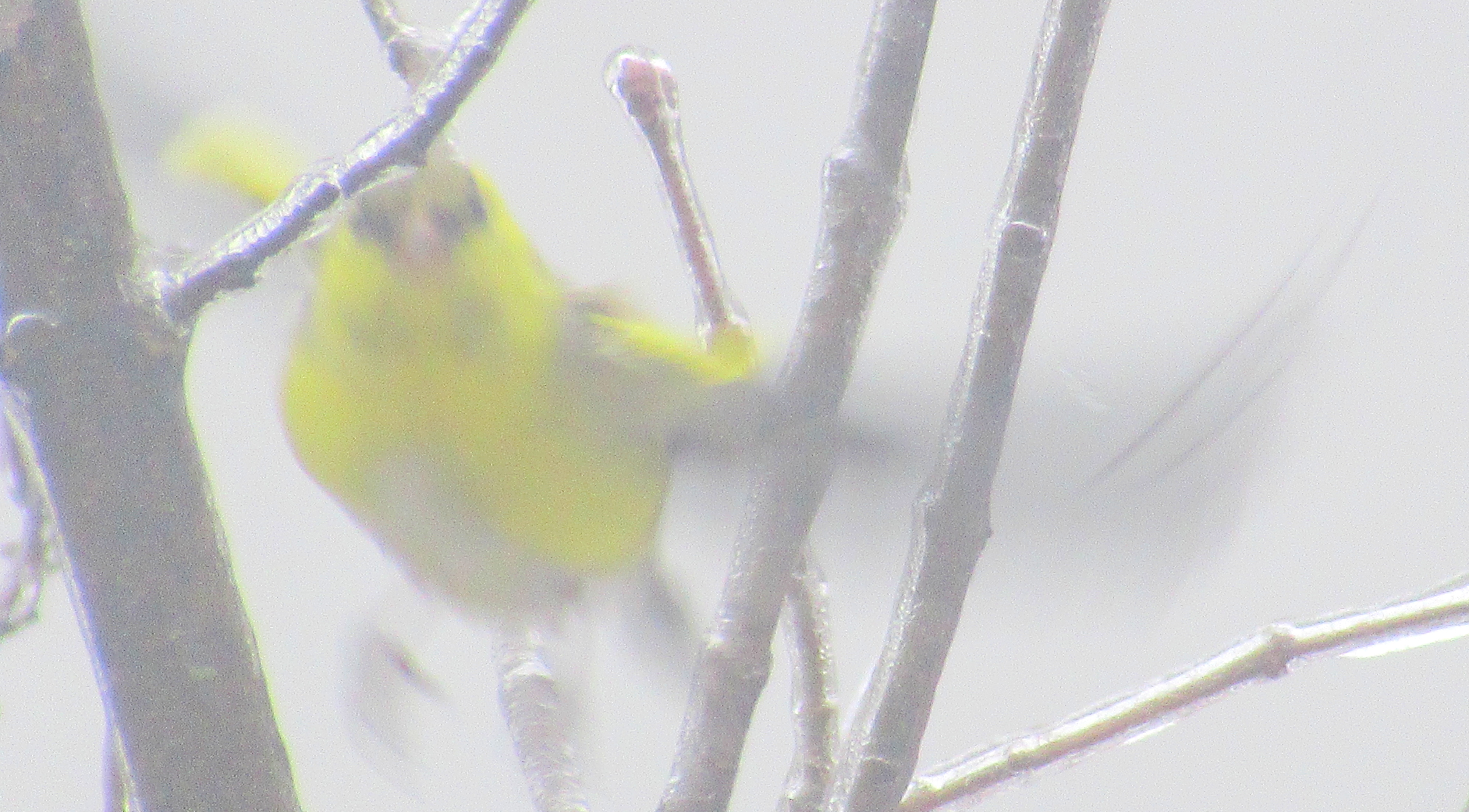 LINK FEST: 15 APRIL 2025