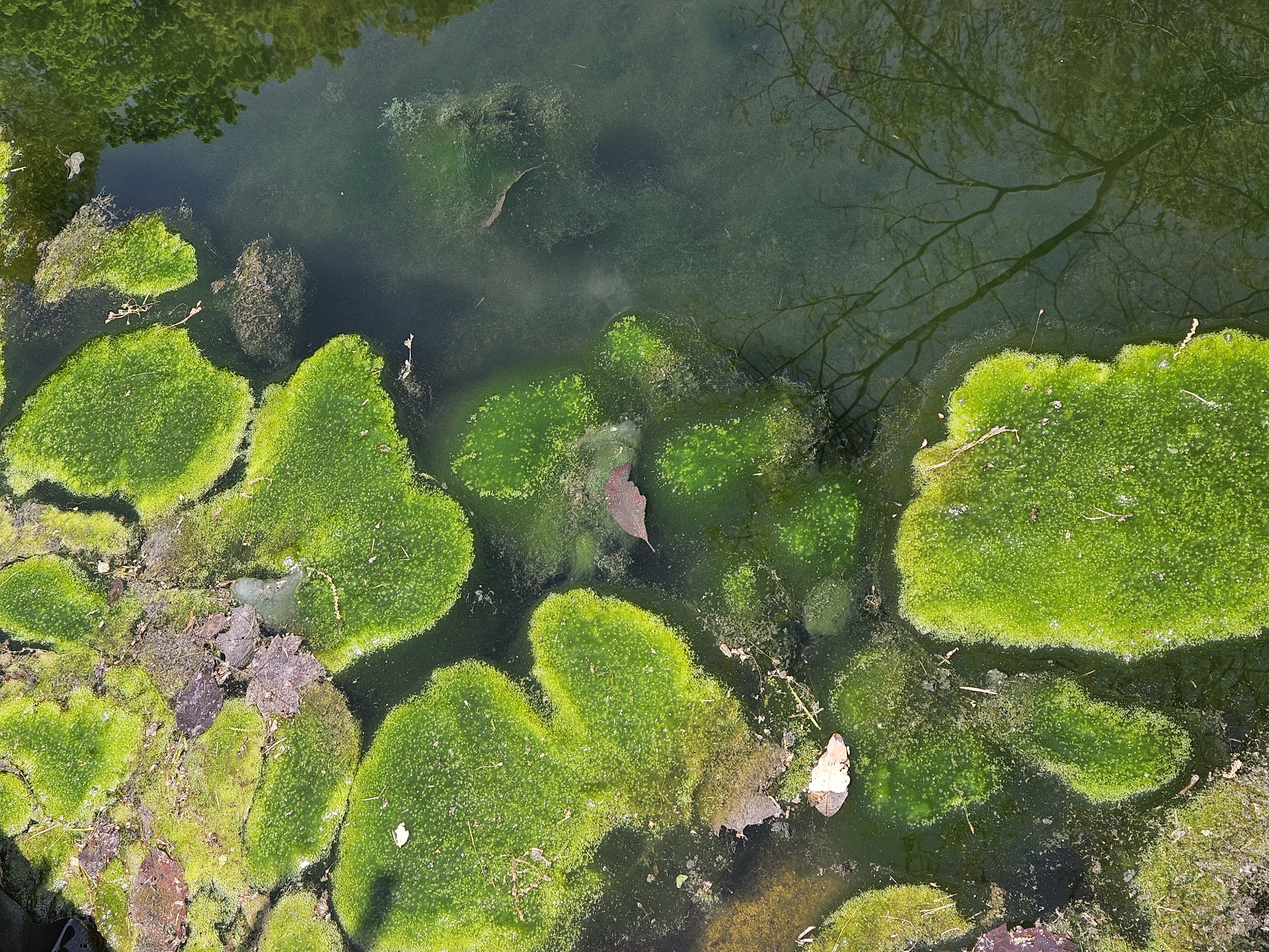 LINK FEST: 20 MAY 2025