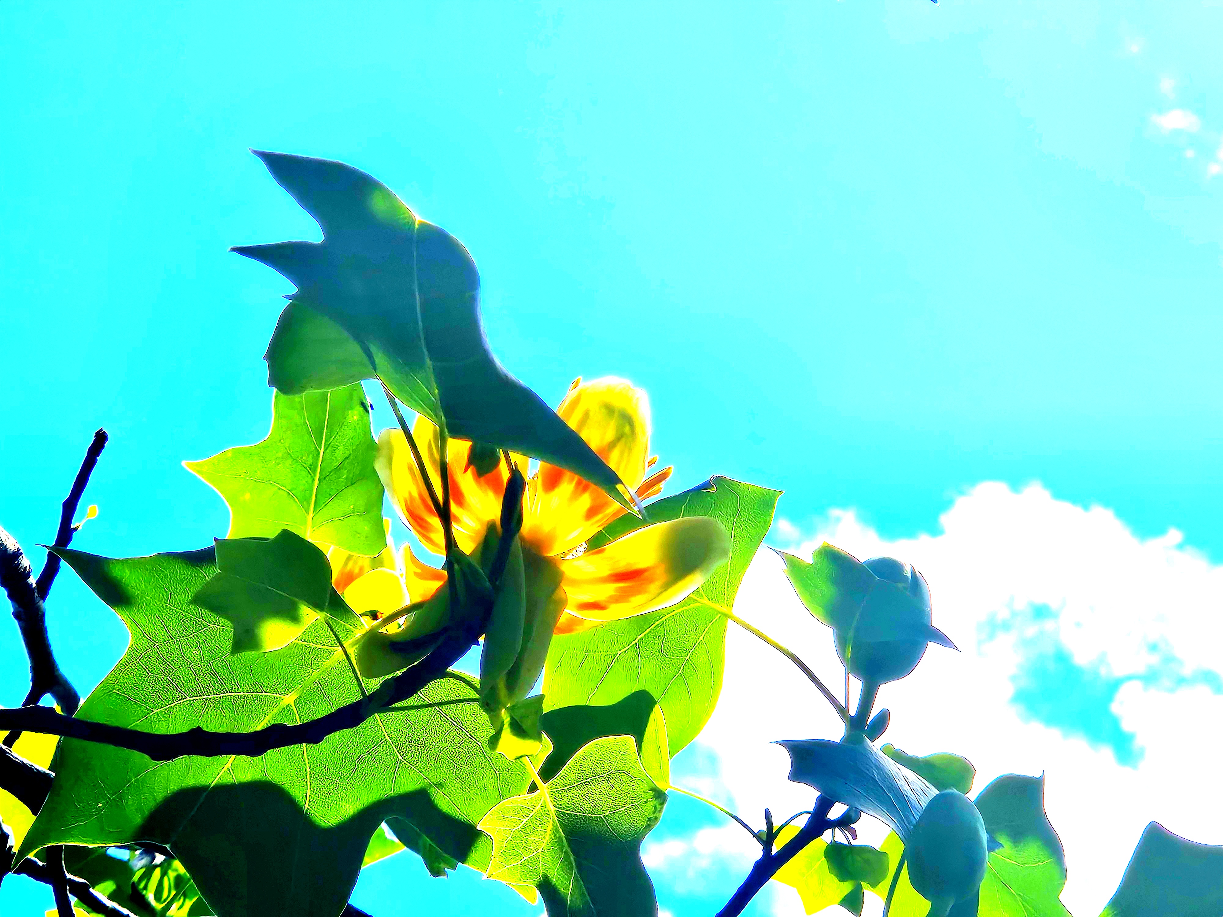 LINK FEST: 24 JUNE 2025