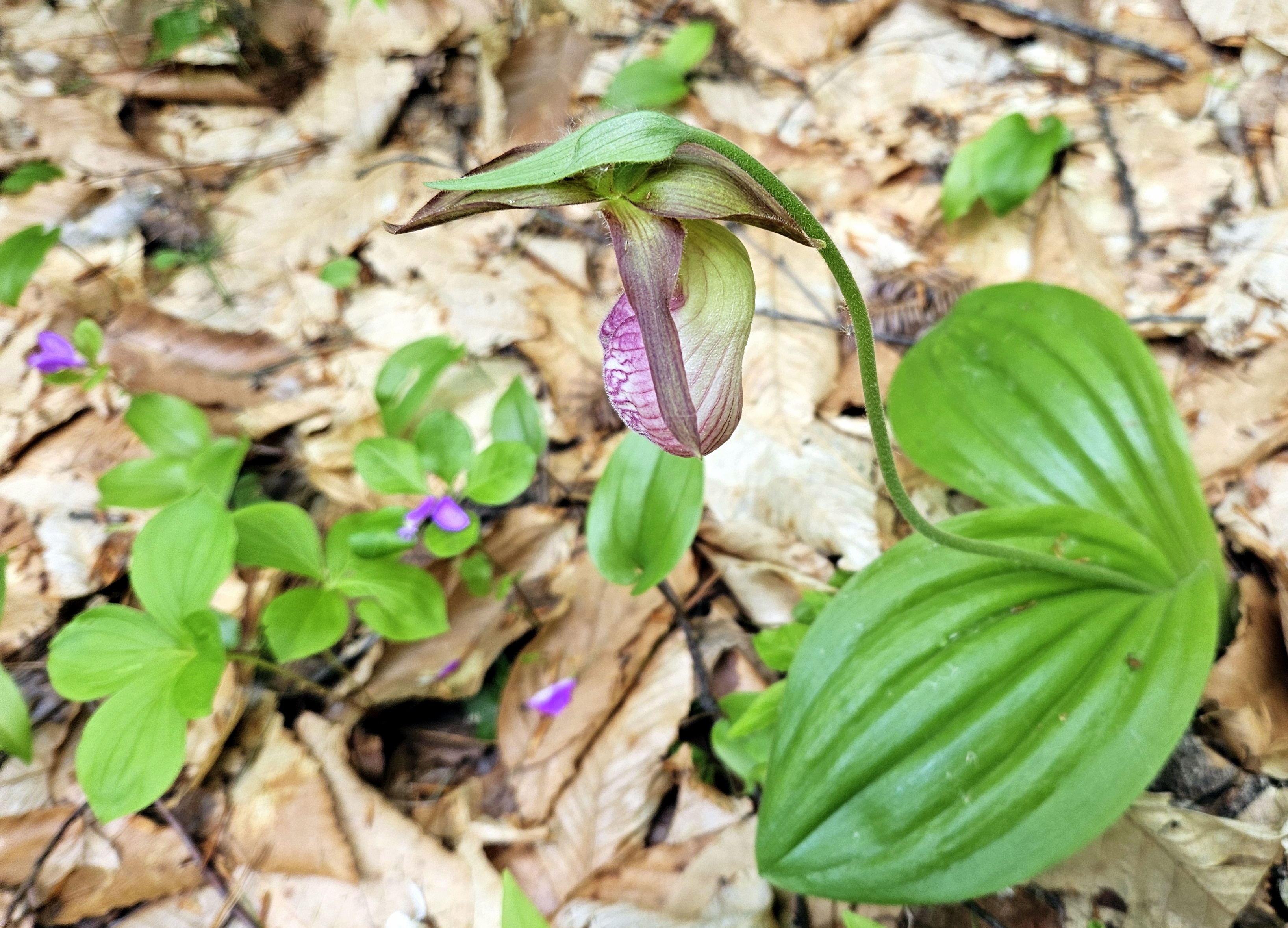 LIMINAL LIVING #74: 26 MAY to 1 JUNE 2025