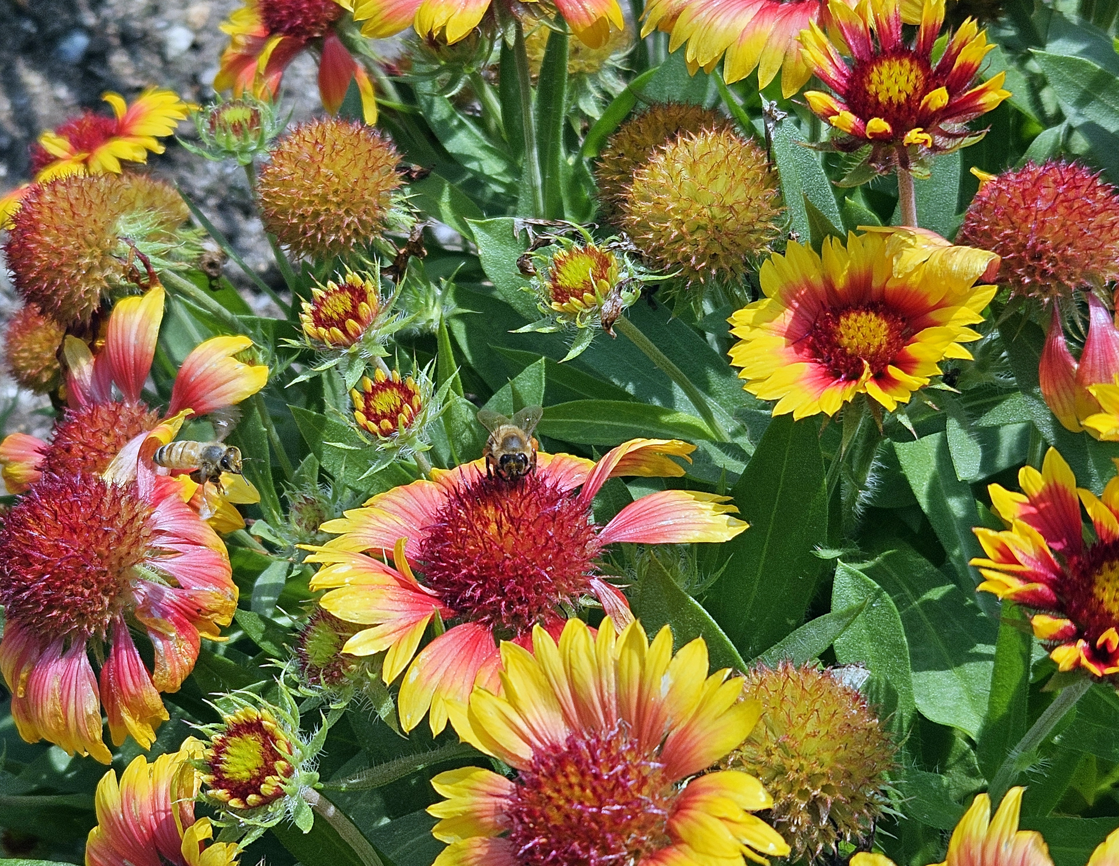 LINK FEST: 29 JULY 2025