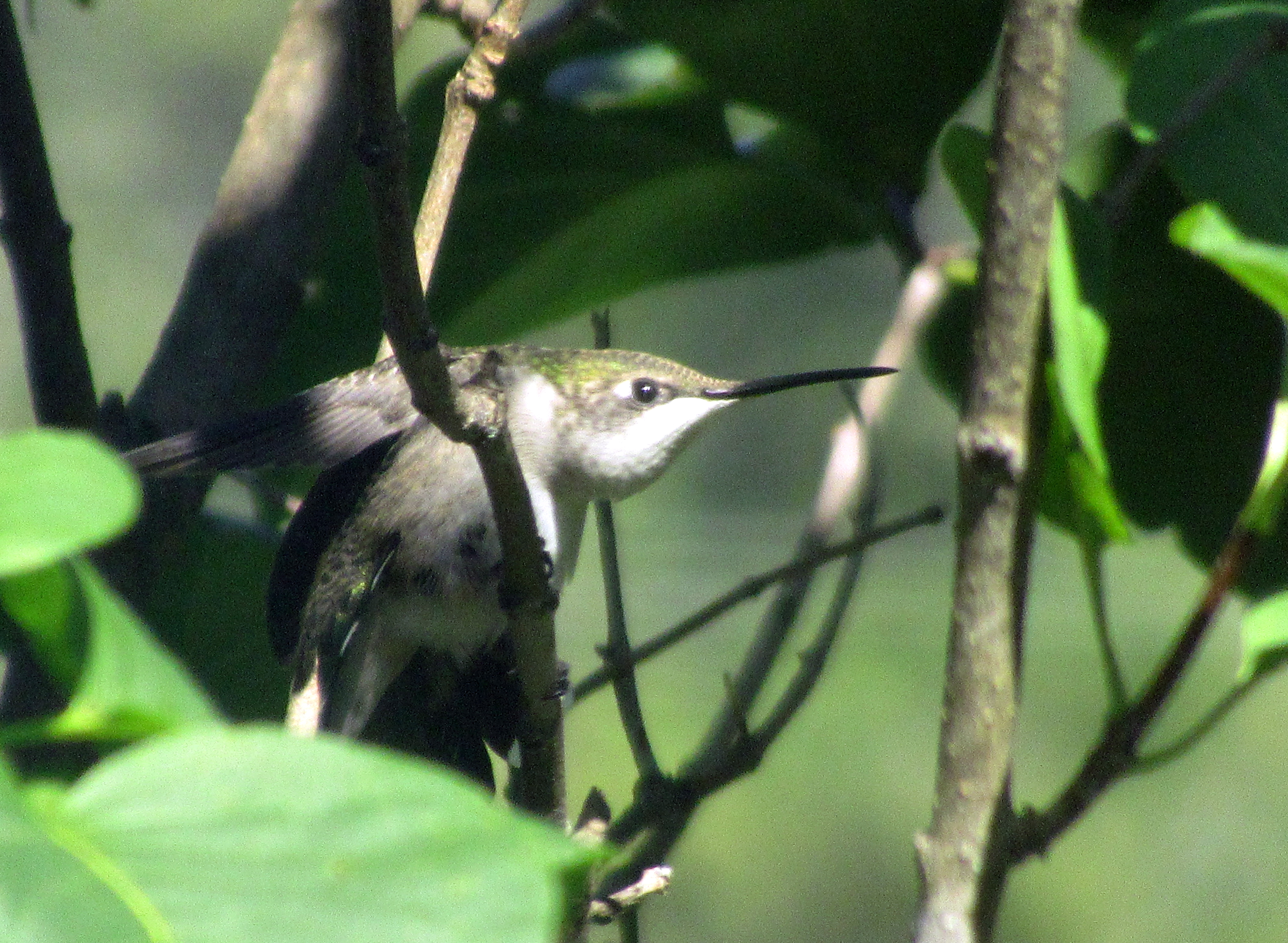 LINK FEST: 22 JULY 2025