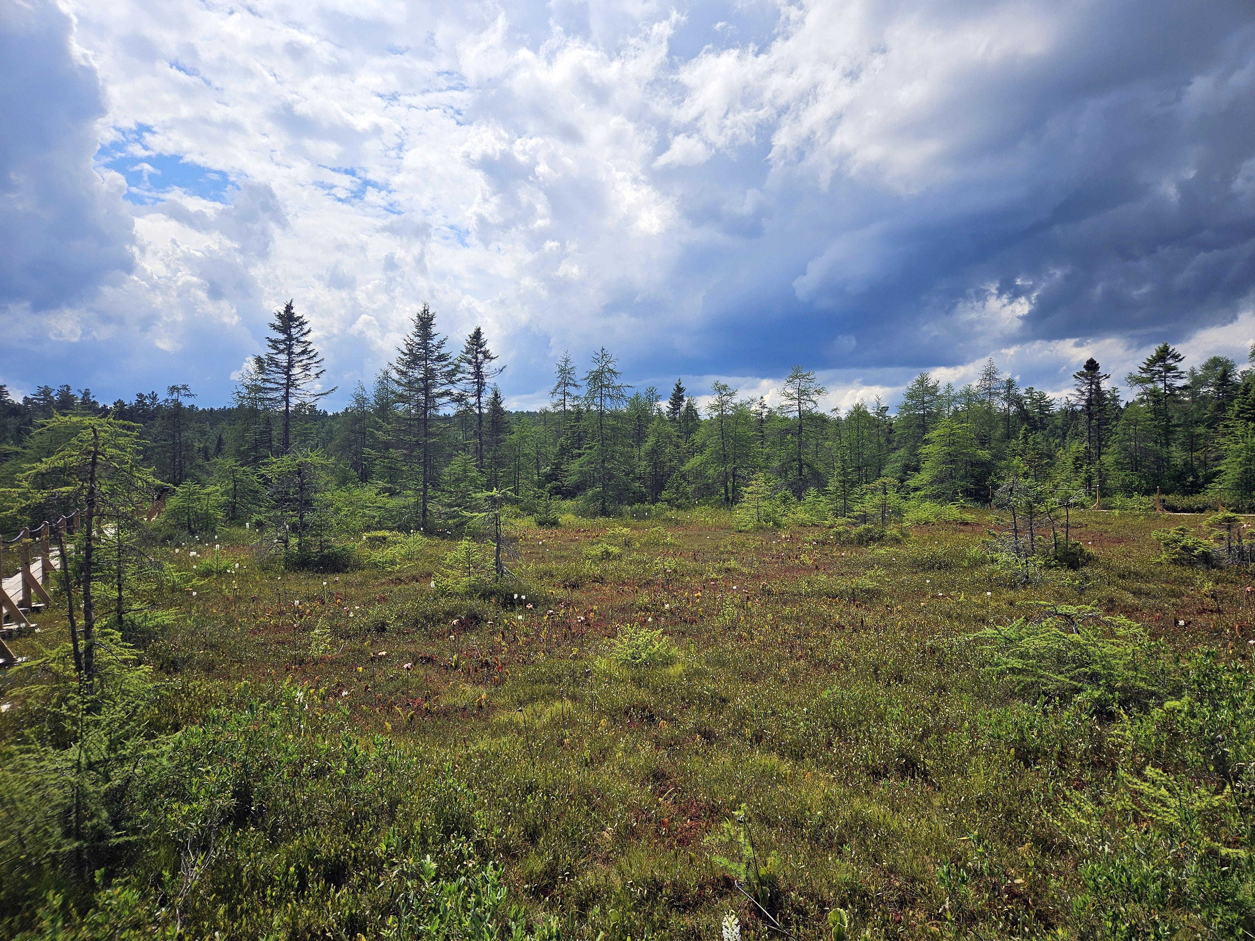 LIMINAL LIVING #81: 14 JULY TO 20 JULY 2025