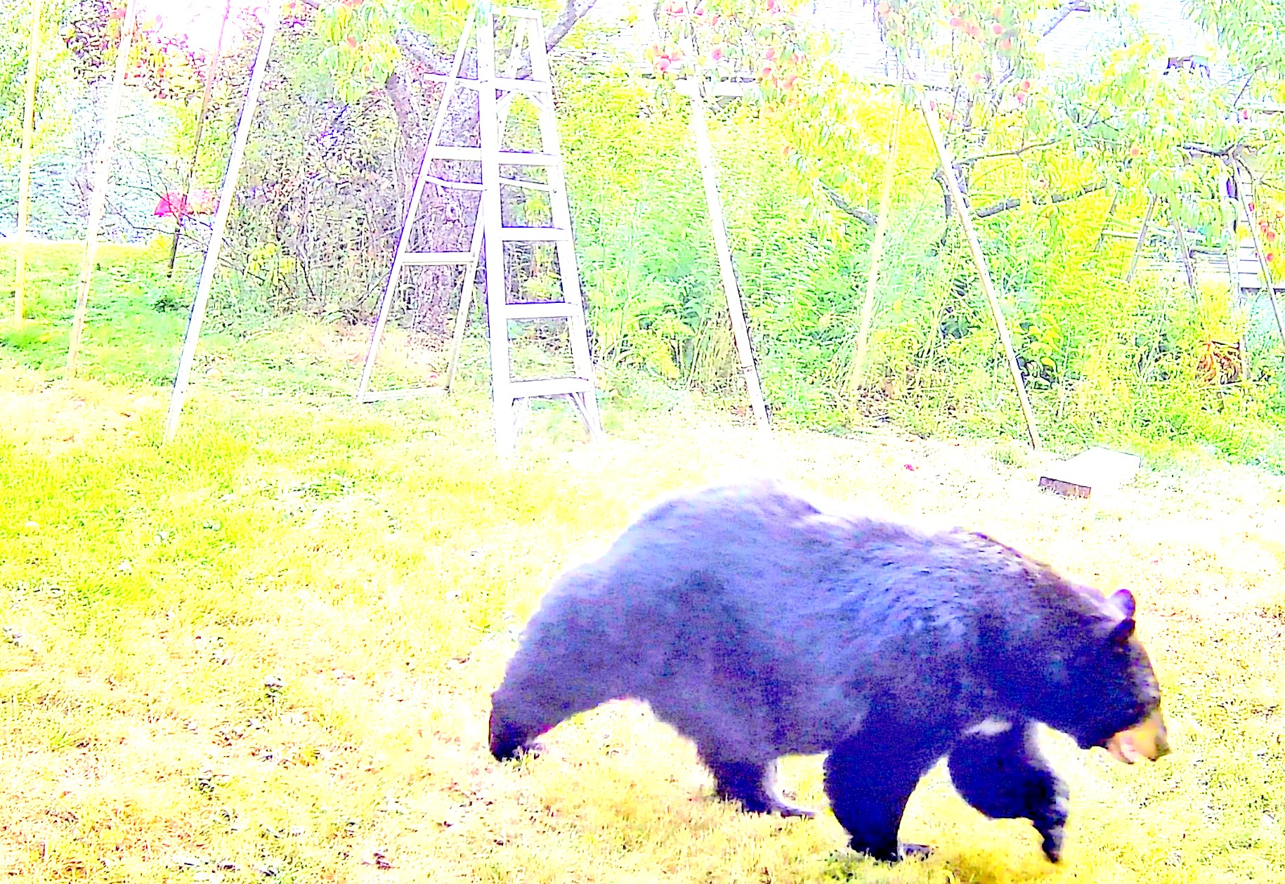 LINK FEST: 26 AUGUST 2025