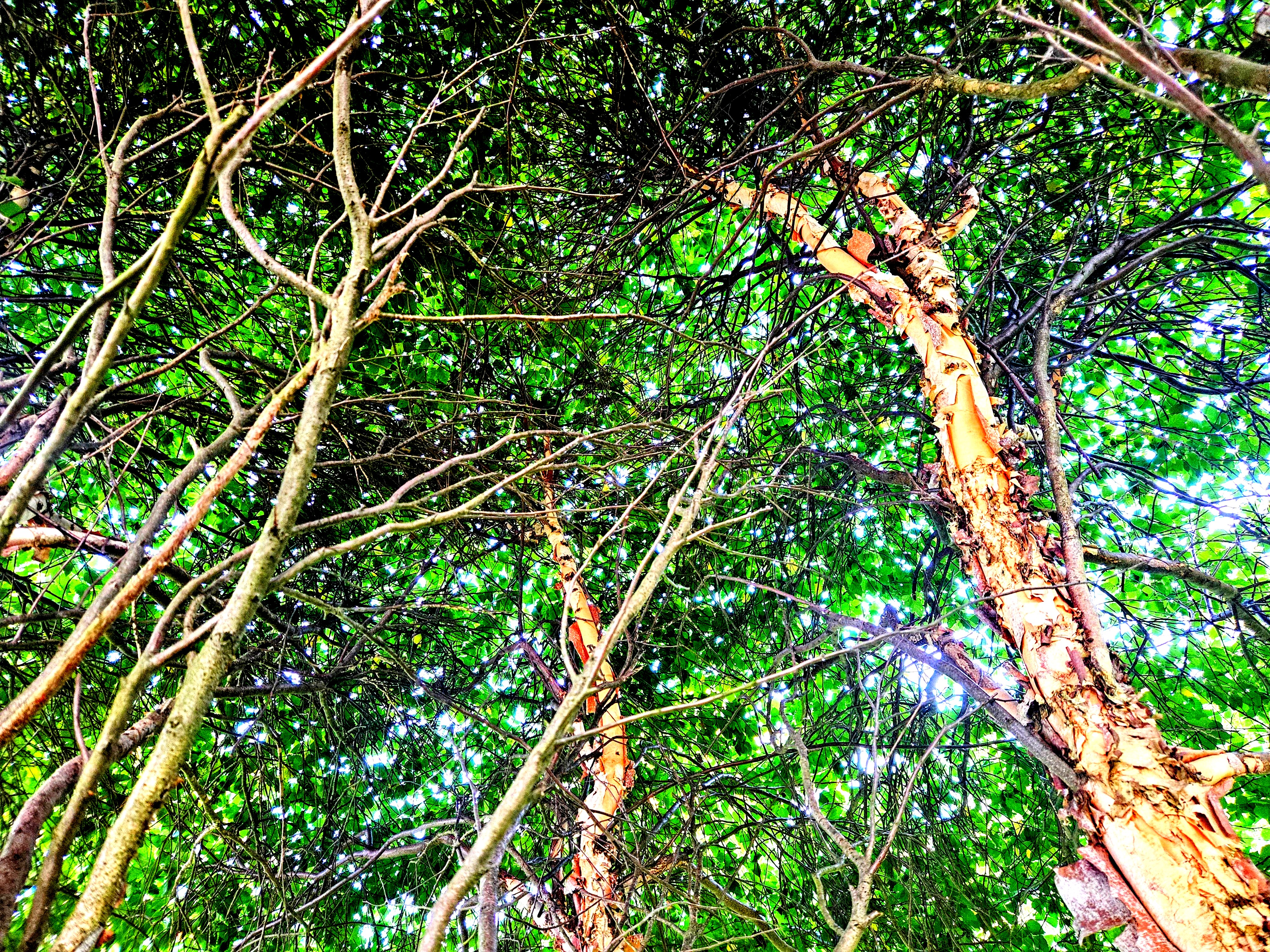 LINK FEST: 12 AUGUST 2025