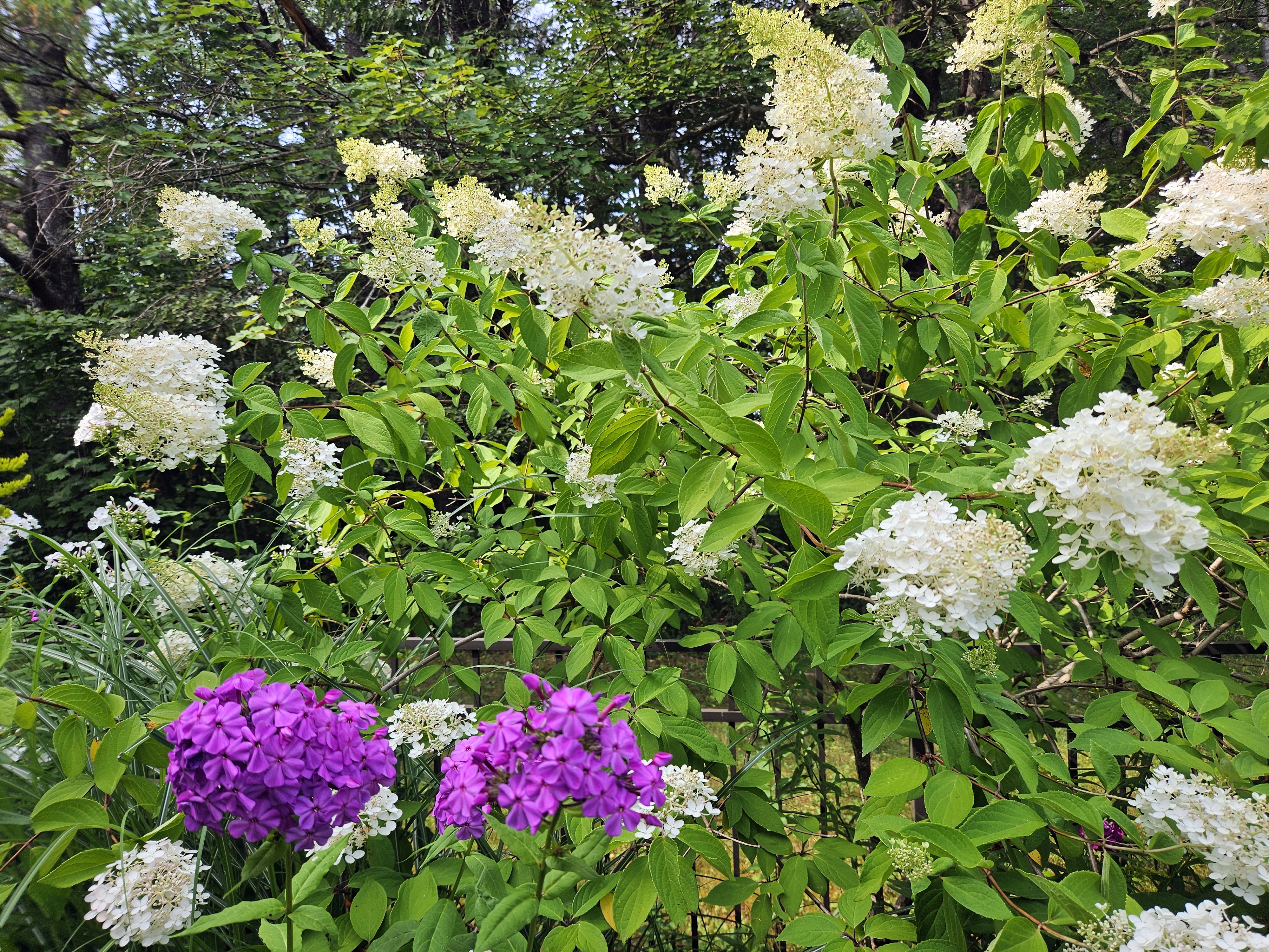 LIMINAL LIVING #84: 4 AUGUST TO 10 AUGUST 2025