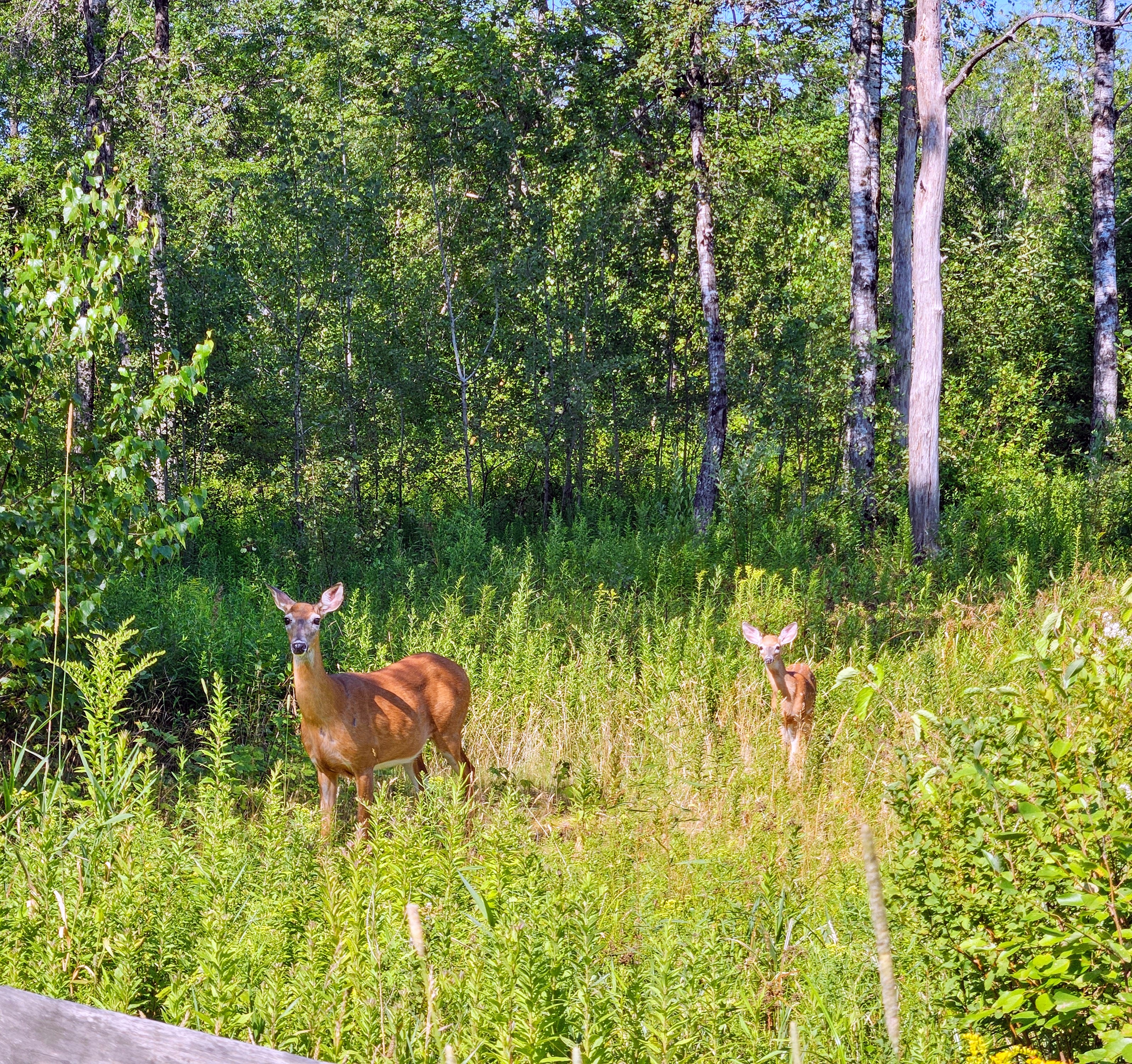 LIMINAL LIVING #83: 28 JULY to 3 AUGUST 2025