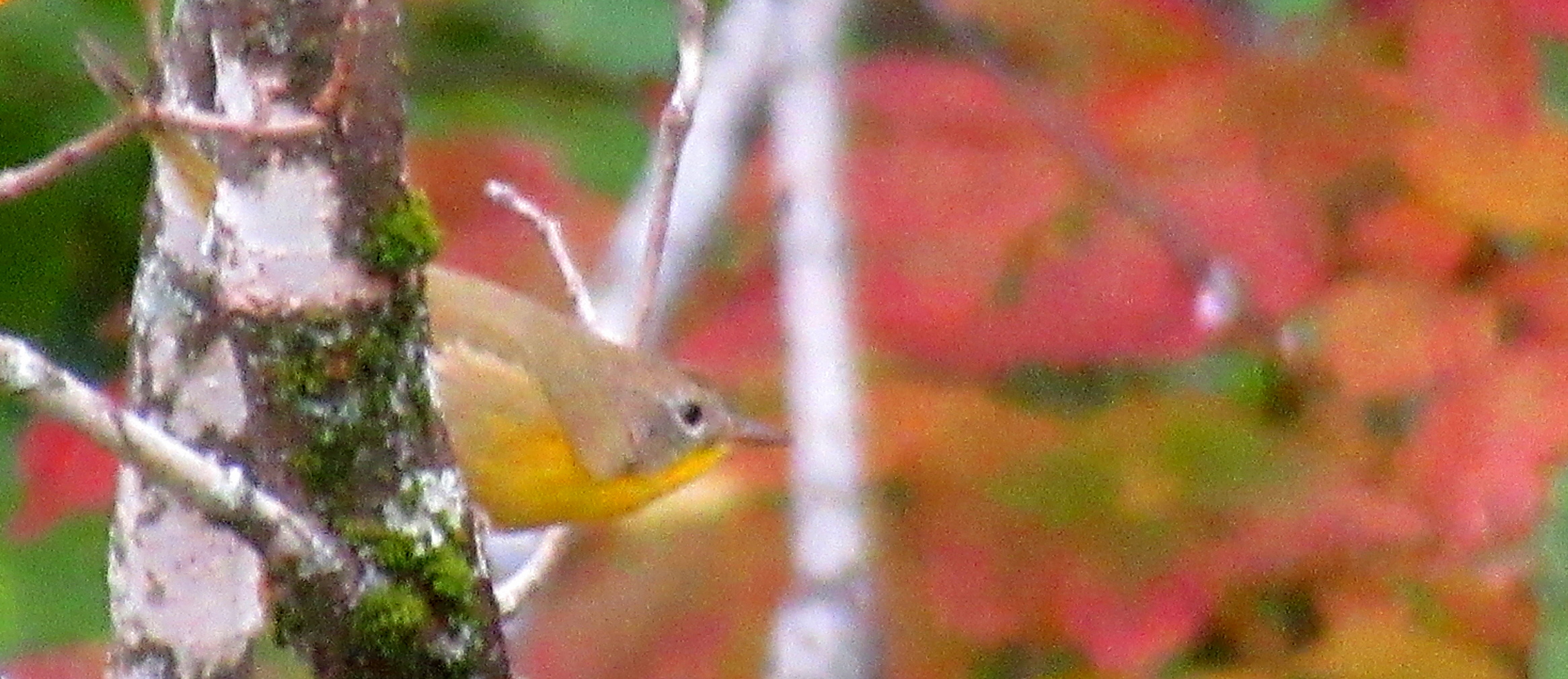 LINK FEST: 30 SEPTEMBER 2025