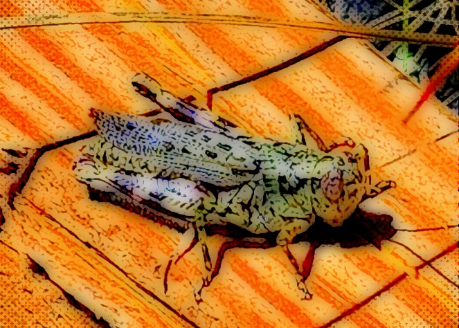 LINK FEST: 14 OCTOBER 2025