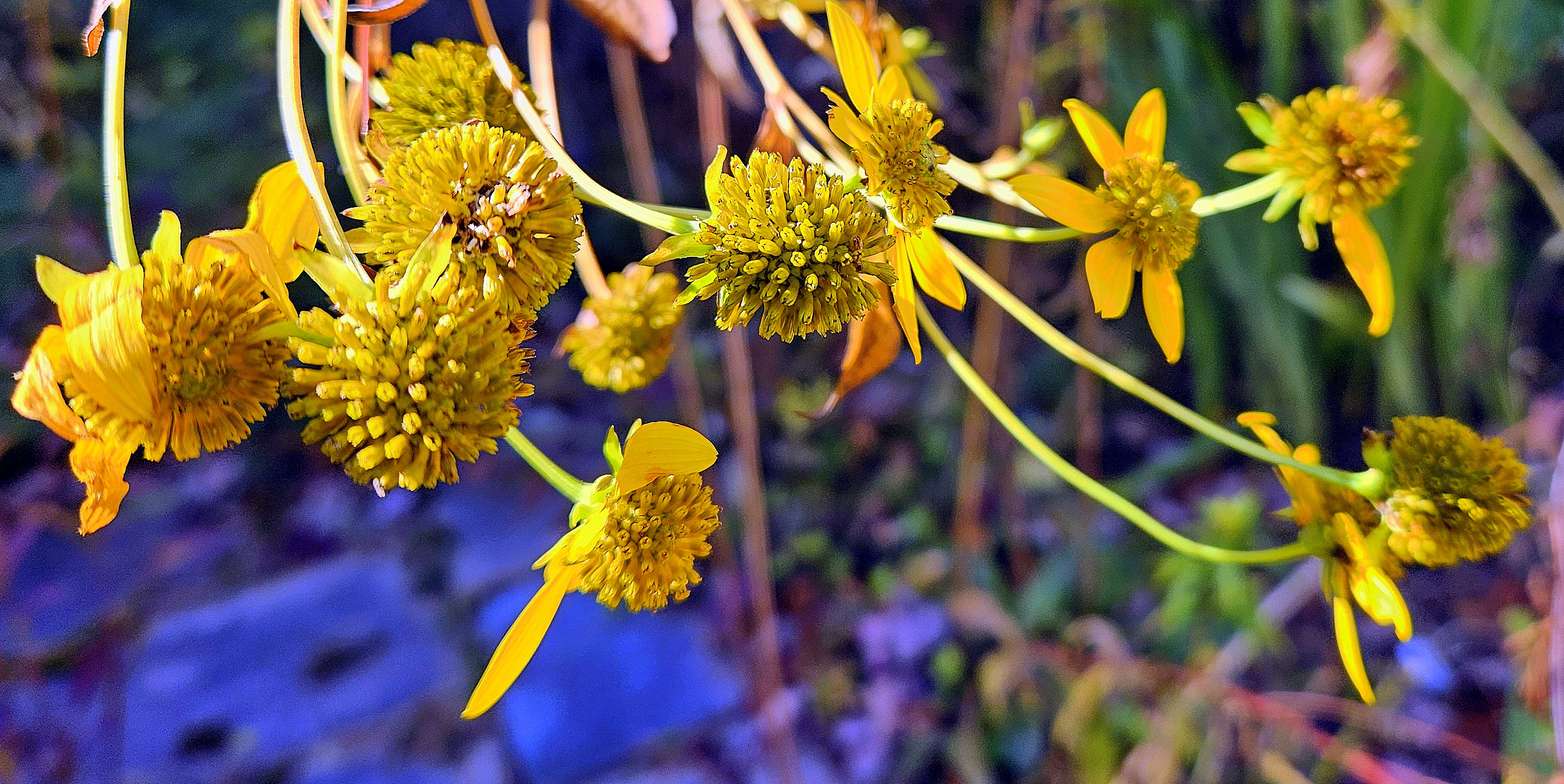 LINK FEST: 21 OCTOBER 2025