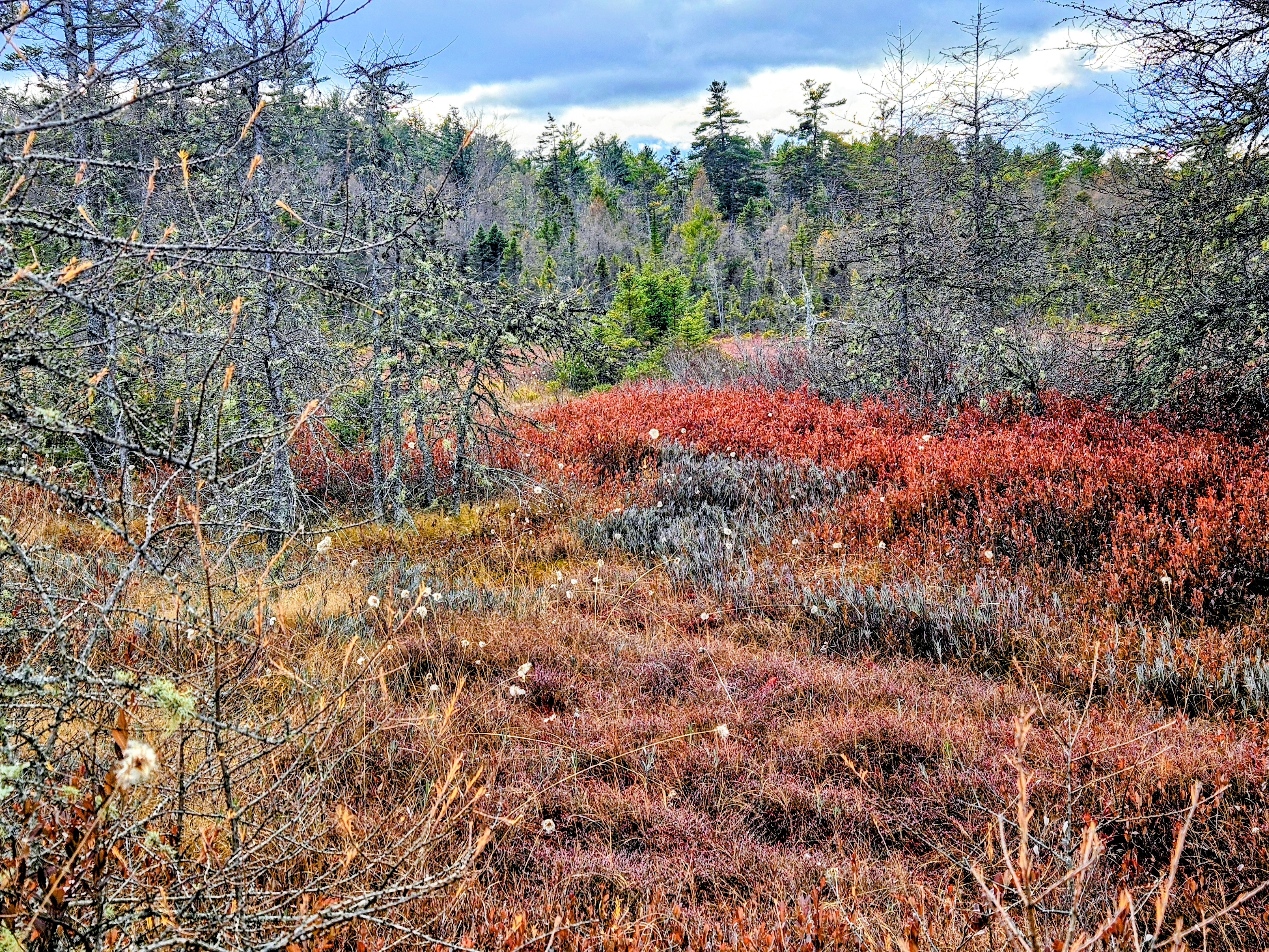 LIMINAL LIVING #100: 24 NOVEMBER TO 30 NOVEMBER 2025