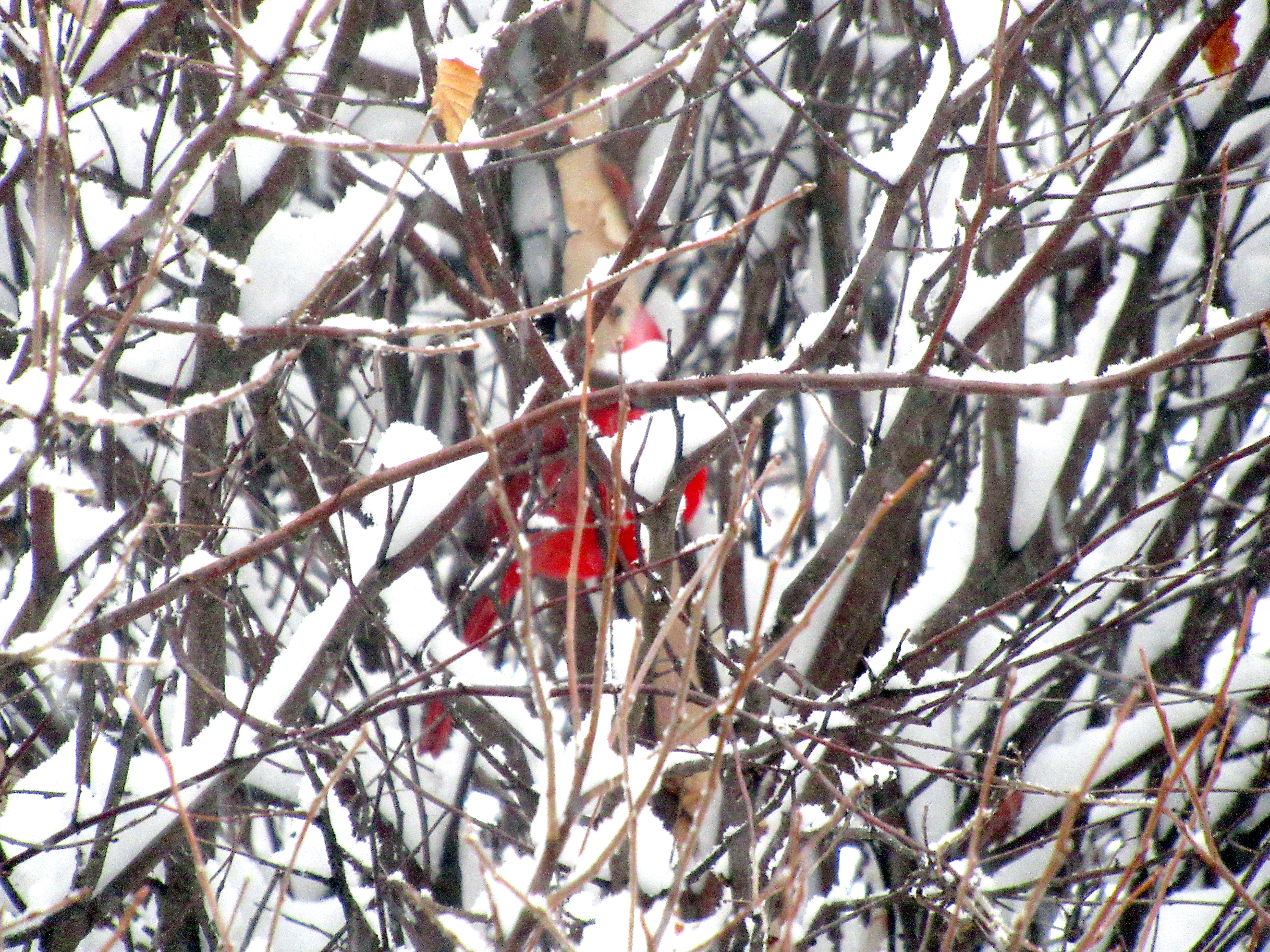 LIMINAL LIVING #107: 12 JANUARY to 18 JANUARY 2026