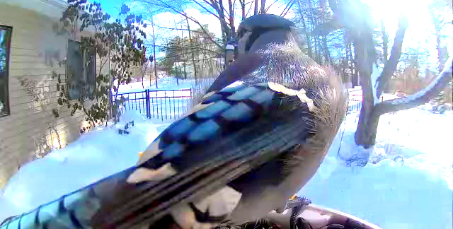 LIMINAL LIVING #109: 26 JANUARY TO 1 FEBRUARY 2026