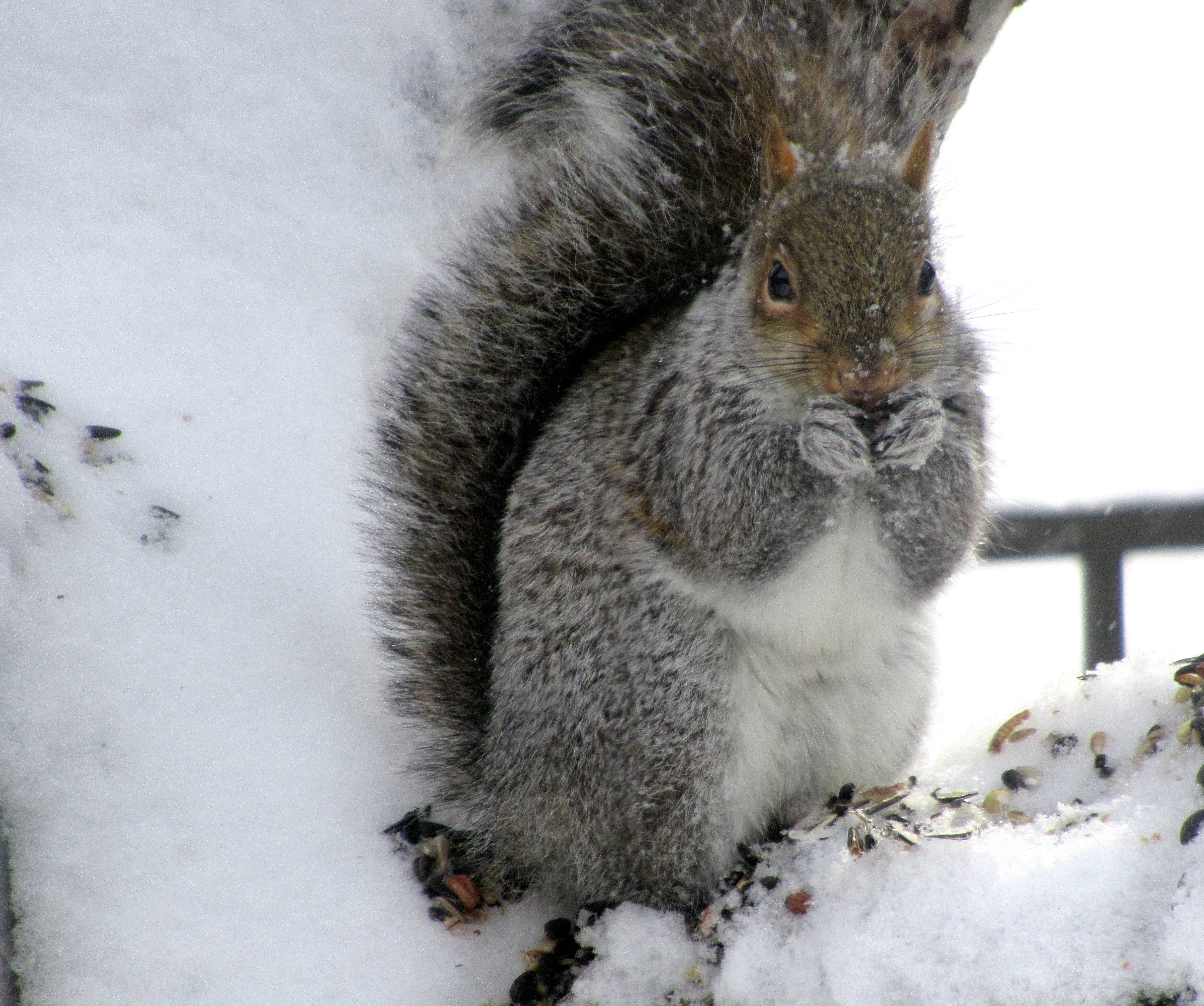 LIMINAL LIVING #110: 2 FEBRUARY TO 8 FEBRUARY 2026