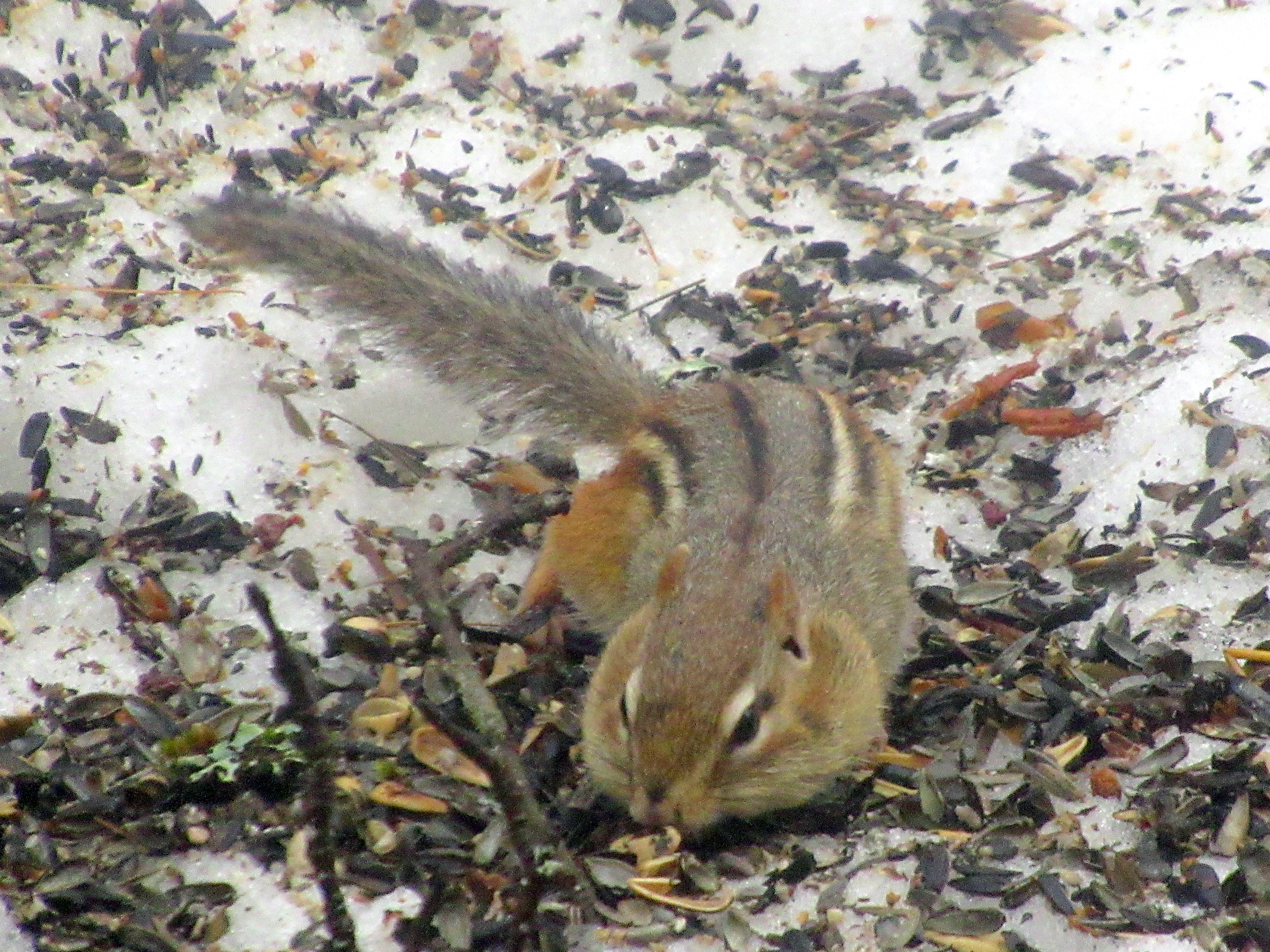 LIMINAL LIVING #116: 16 MARCH to 22 MARCH 2026