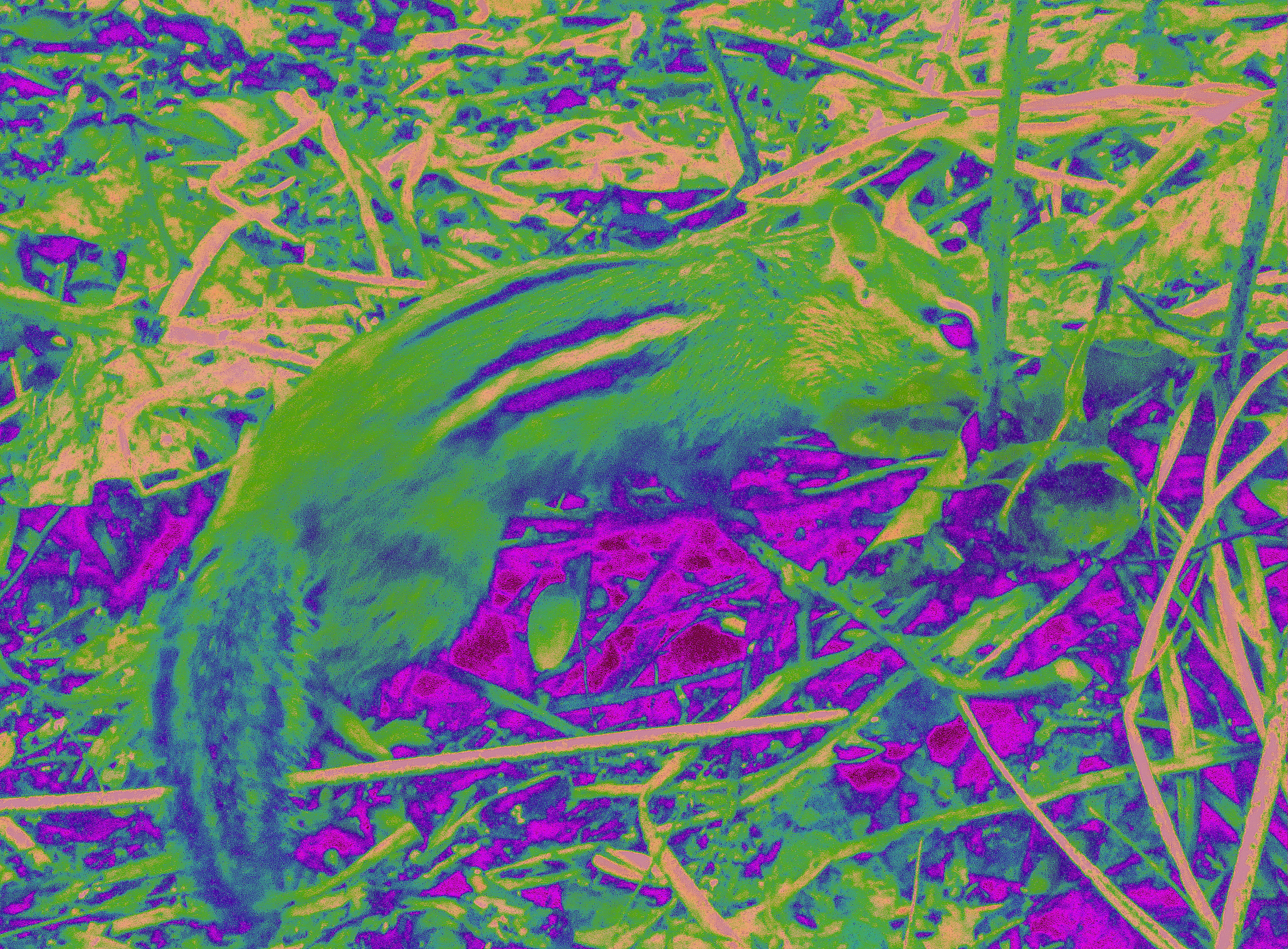 LINK FEST: 17 MARCH 2026