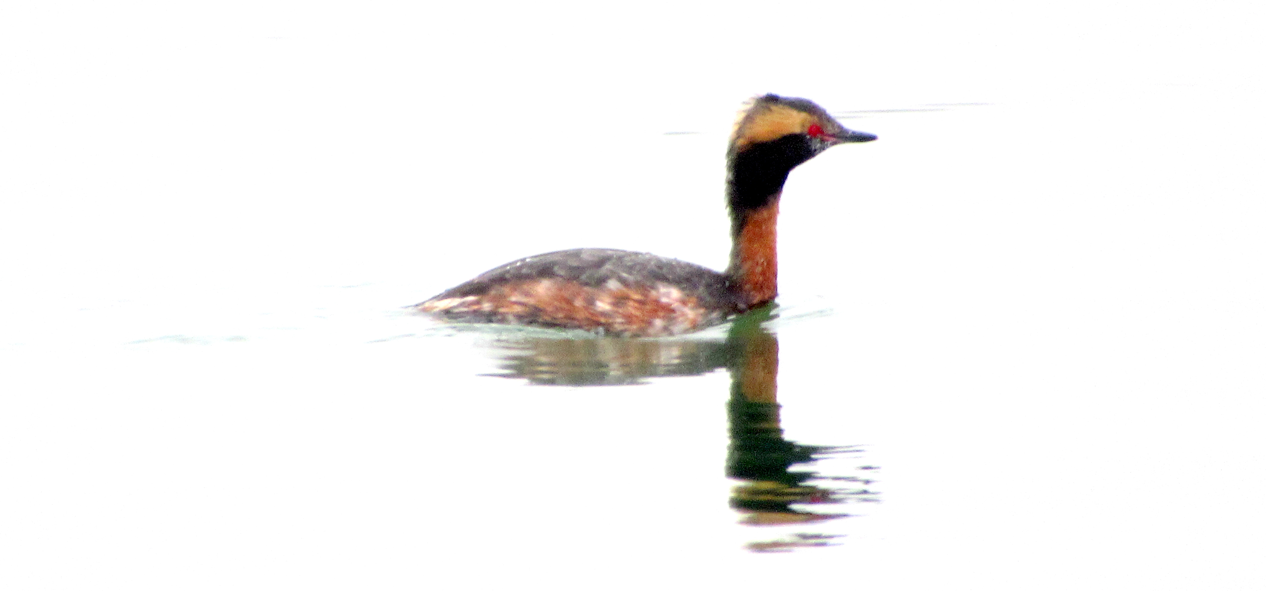 LINK FEST: 21 APRIL 2026