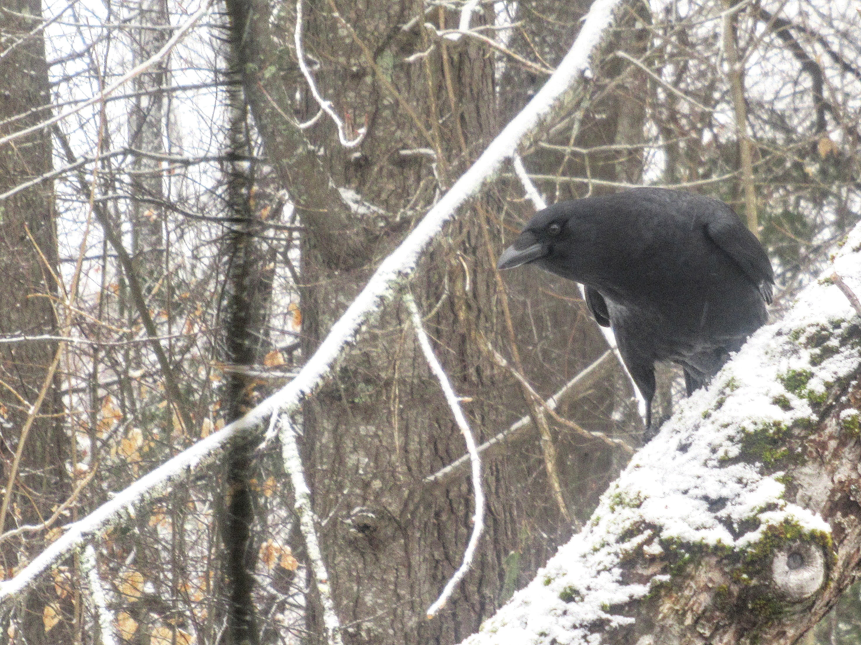 LIMINAL LIVING #117: 23 MARCH TO 29 MARCH 2026