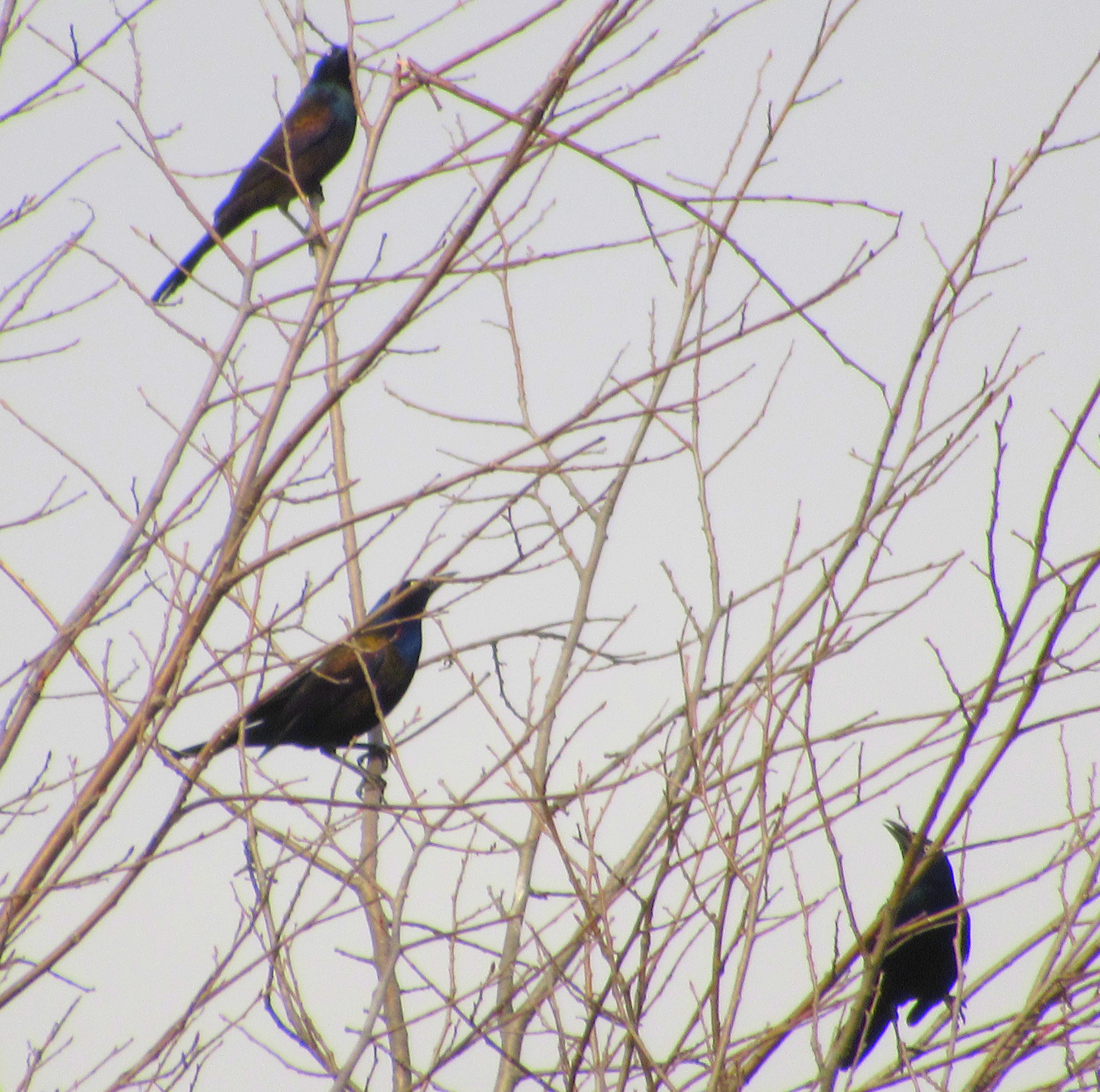 LIMINAL LIVING #119: 6 APRIL TO 12 APRIL 2026