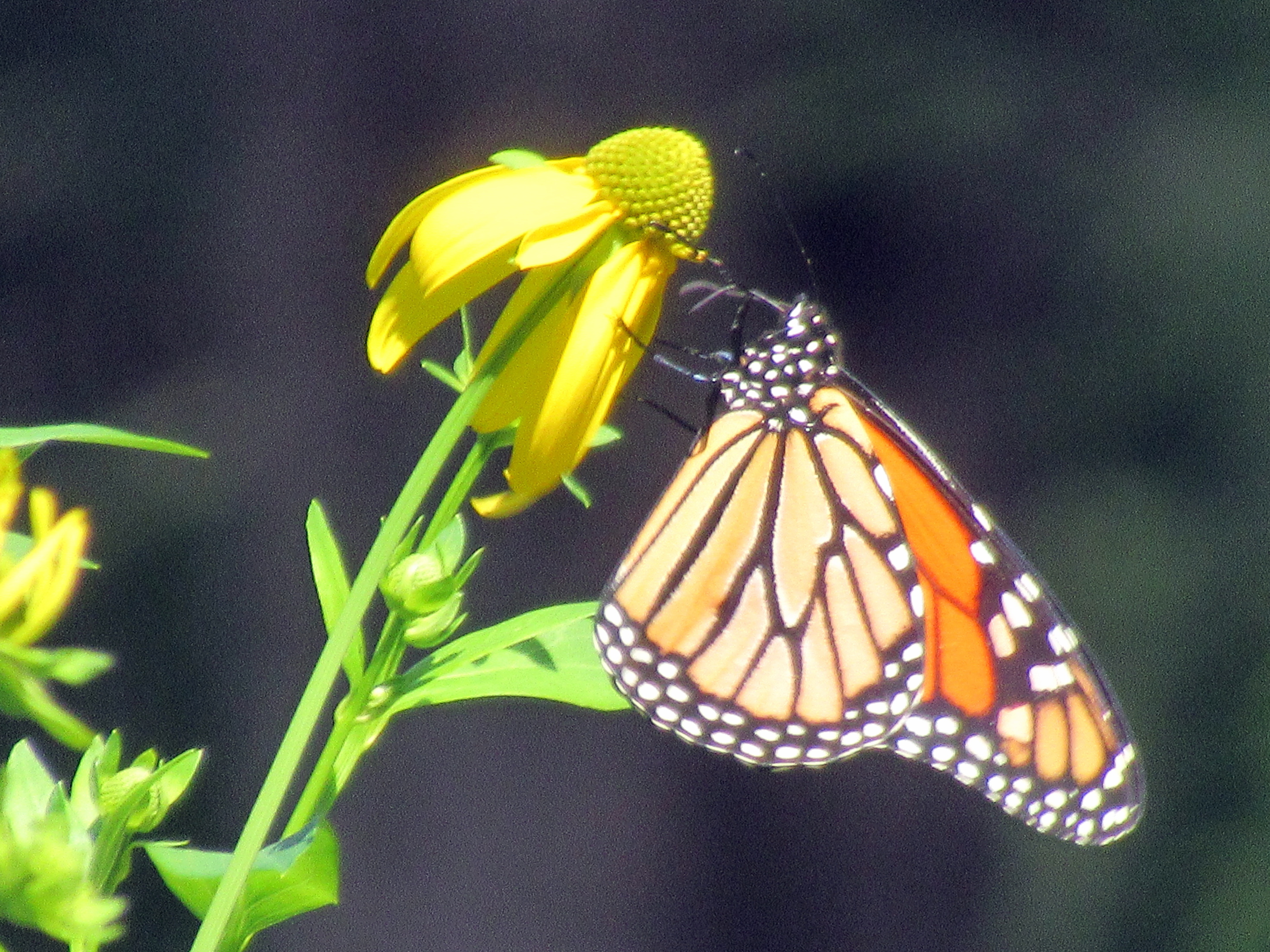 LIMINAL LIVING #140: 31 AUGUST TO 6 SEPTEMBER 2026