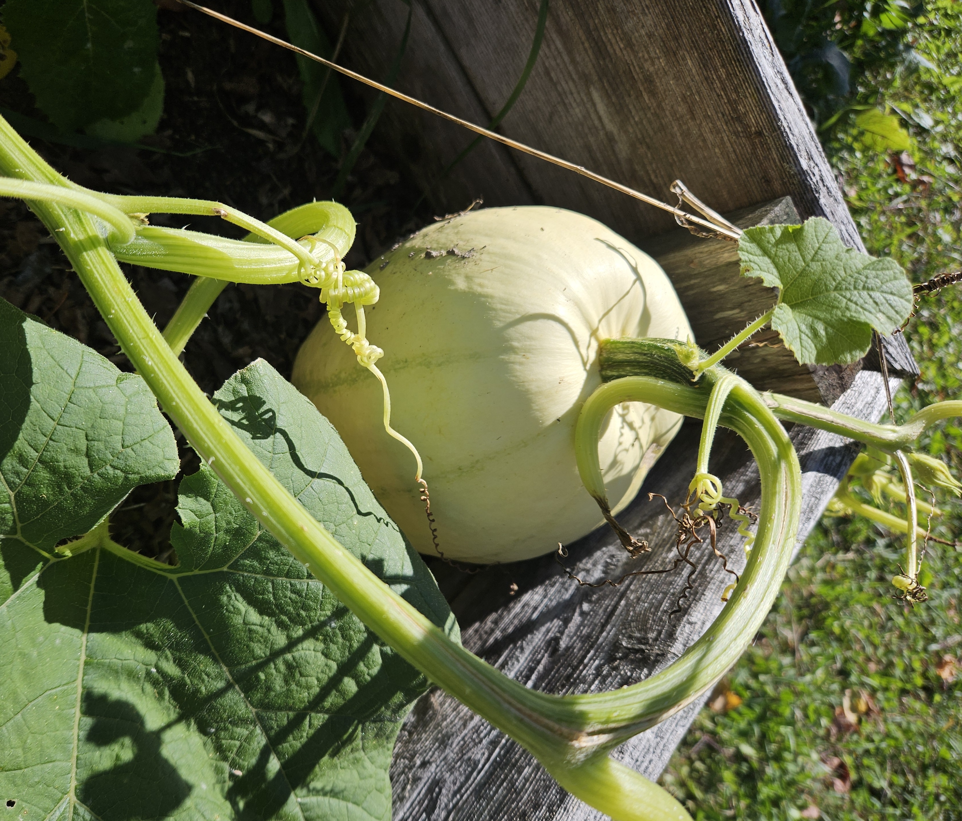 LIMINAL LIVING #145: 5 OCTOBER TO 11 OCTOBER 2026